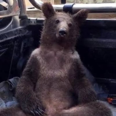 iamdelalba's profile picture. Taş kırılır, tunç erir ama Türklük ebedidir.