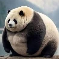 bandoloks's profile picture. Sig Nu Marquette 2017