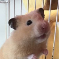 なんなんなん (@whatktsaywhat) 's Twitter Profile Photo なんなんなん (@whatktsaywhat) 's Twitter Profile Photo