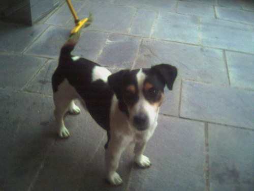 maualberti's profile picture. Hot-air engineer, beer lover, simpsons-addicted. Ripetente presso la Divina Scuola di Hokuto