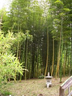 Bamboo nursery providing cold hardy bamboo plants to add tropical beauty to any landscape and provide evergreen privacy screens. 1-877-RZN-CANE.