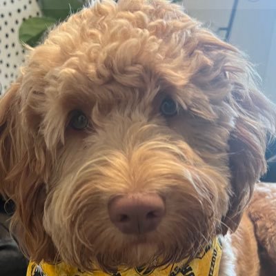 Wife of Dave, retired teacher , dog mom to Oliver
