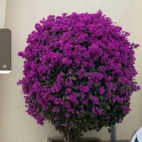 رجال المع (@almaa789) Twitter profile photo