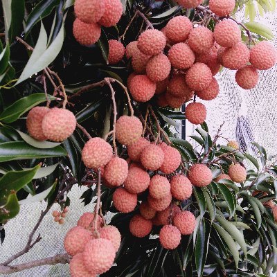 kaniganman's profile picture. 