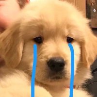 ไอเบ้บ (@lunaronmoon) 's Twitter Profile Photo ไอเบ้บ (@lunaronmoon) 's Twitter Profile Photo