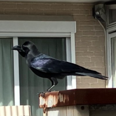 Mayami_Mercury's profile picture. B3 of PH