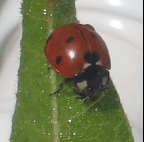 ladybrat519's profile picture. ✌❤