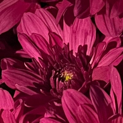 pt_1am11's profile picture. 