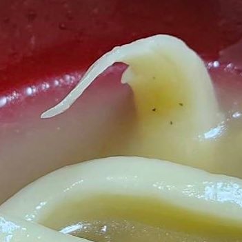 うどんどん