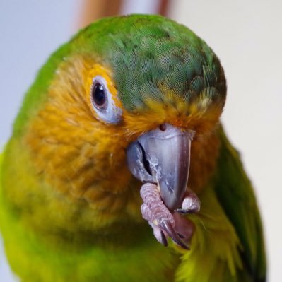 鳥類/野球(NPB&MLB)/競馬 チャノドメキシコインコ飼ってました。 推しはベアバッキューン・ジオグリフ