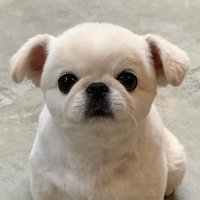 rin_s_jo (@rinsjo) 's Twitter Profile