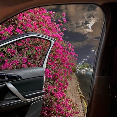 sigodhassan's profile picture. واذا وقفت امام حسنك صامتا..فالصمت في حرم الجمال جمال🥀