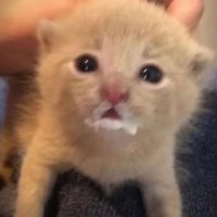Migas (@elixirdiablo) 's Twitter Profile Photo