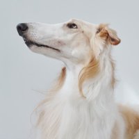 ベル🐶ボルゾイ (@velzoi) 's Twitter Profile Photo ベル🐶ボルゾイ (@velzoi) 's Twitter Profile Photo