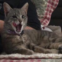 alca (@alcafps) 's Twitter Profile