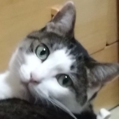 月無ウタさんのプロフィール画像