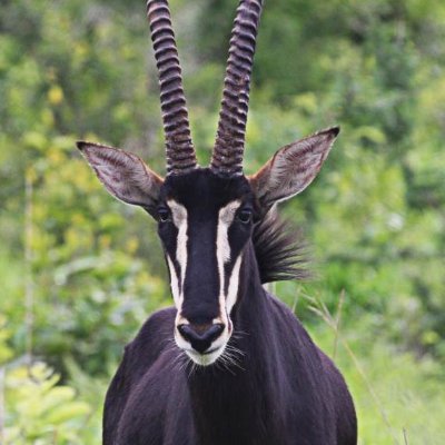 KIJANAMOHAMEDDO's profile picture. A hard working, dedicated, philanthropist, and a well organized man. conservationist and focusses in building a productive community.