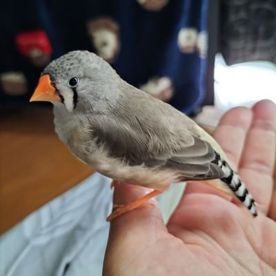 コザクラインコのあおいちゃん♂と暮らしています🐦
れんちゃん、ぎんちゃん、てんちゃんは虹の橋支部に異動になりました。
鳥好きさん、仲良くしてください🥳
そして、無断のフォローお許しください🤤