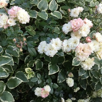 HrtG55sG's profile picture. 🕊20↑ 超雑多垢 誤字脱字大盛り しばらく低浮上