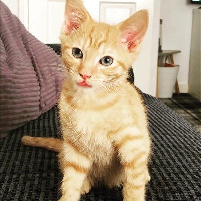 bamford_boo's profile picture. 