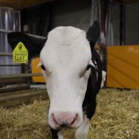 バーン🐄 (@burning00) 's Twitter Profile Photo バーン🐄 (@burning00) 's Twitter Profile Photo