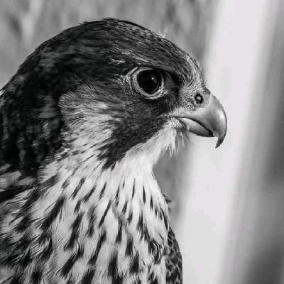 AlmwalyFhd54405's profile picture. 