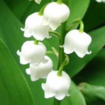 It9EZC01JT67406's profile picture. 「戦争は嘘から始まるが、平和は真実から始まる。」 “If wars can be started by lies, peace can be started by truth.”