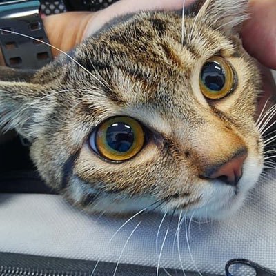 このアカウントをフォローするとTLに大量の可愛い猫 画像が流れてくる可能性があります。#動物好きさんと繋がりたい😻🐶