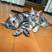 ぴろりん@5/11萩往還マラニック (@pirorin0129) Twitter profile photo