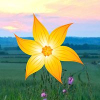 Sally Anderson (@veggie_ideas) 's Twitter Profile