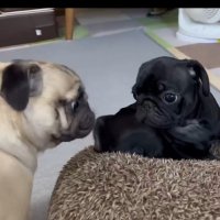 パグのだいきな(だいきち・きなこ) (@pug_daikichi) 's Twitter Profile