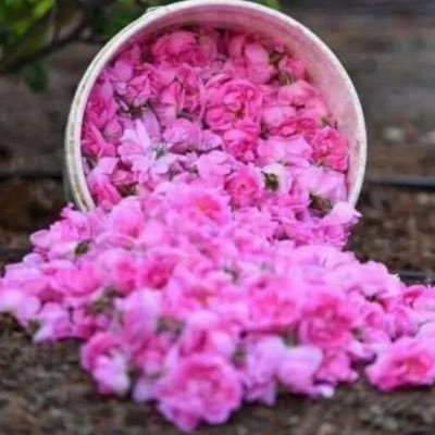 FarsiRahma's profile picture. 