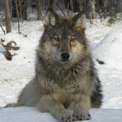 madee_manee's profile picture. 