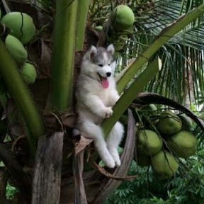 gremzzy's profile picture. satu oshi itu setia, dua oshi itu pembelok, tiga oshi itu karbit, lebih itu legenda