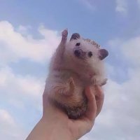 Sayan (@sayan_sugar) 's Twitter Profile