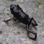 mamekaeru0601's profile picture. 