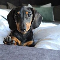 Rafika Speksnijder-Santbergen (@ikkuuuhh) 's Twitter Profile