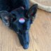 Black Dog MAGA (@dave4041) Twitter profile photo Black Dog MAGA (@dave4041) Twitter profile photo