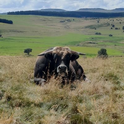 pat_2079's profile picture. éleveur #aubrac des hauteurs du 63  #ChassePartage