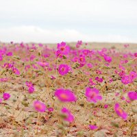 Gandhi India (@anon20248469) 's Twitter Profile Photo