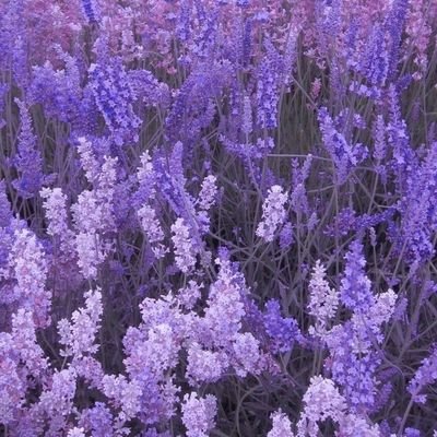 lavenderspoet_'s profile picture. Express your emotions through the world of Poet