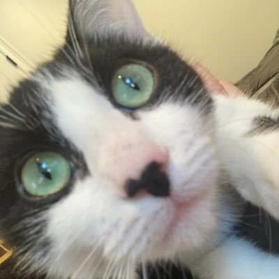 OatGobbler's profile picture. wizardy