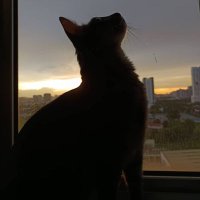 🐈⬛️🌻 miao 🐼⭐️ (@irdina_mieza) 's Twitter Profile Photo 🐈⬛️🌻 miao 🐼⭐️ (@irdina_mieza) 's Twitter Profile Photo