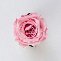enceladus 🌹 (@enceladus_1710) 's Twitter Profile Photo enceladus 🌹 (@enceladus_1710) 's Twitter Profile Photo
