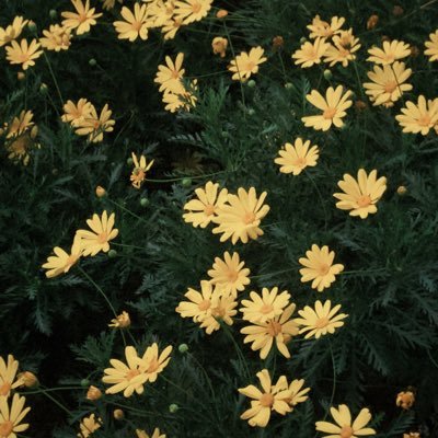 musichill_'s profile picture. Healing Podcast - Inspirational Music - Colorful Nature ✨ Podcast Chữa Lành – Âm Nhạc Truyền Cảm Hứng - Thiên Nhiên Muôn Màu