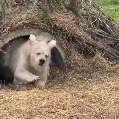 Sosial_misfit's profile picture. bb