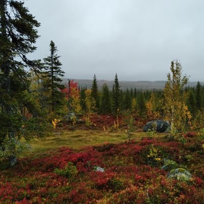 apichat6063's profile picture.