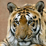 JSUDGPI's profile picture. Jackson State University Destination Graduation Policy Initiative (DGPI) is designed to support the matriculation of male students to increase graduation rates.