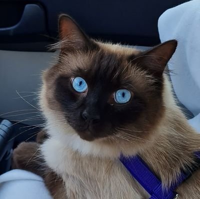 Instagram: @thomakathy
CoAutoren: 🐈⬛ Ben 🐈 Paul 🐈⬛ Felix Photographie: Animals, Nature, Sea