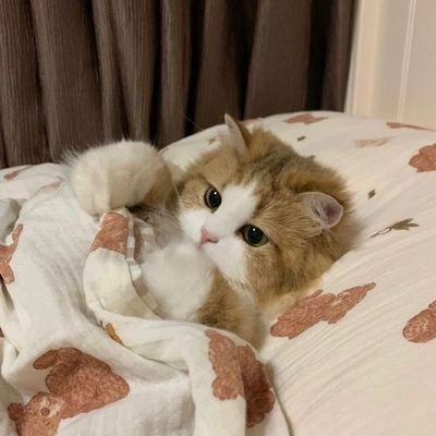 JiopShuu65069's profile picture. 